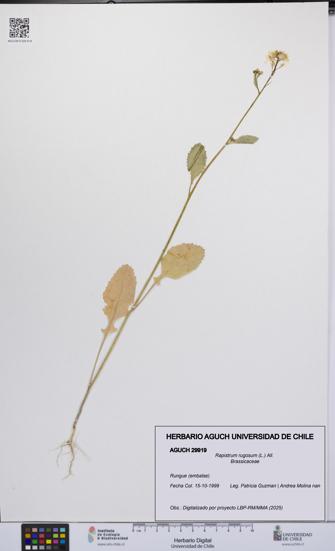 Rapistrum rugosum [Espécimen: UCH:AGUCH:0029919]