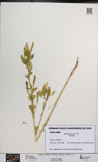 Melilotus indicus [Espécimen: UCH:AGUCH:0029922]