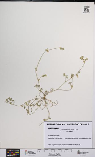 Adesmia tenella [Espécimen: UCH:AGUCH:0029934]