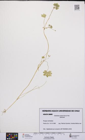 Bowlesia incana [Espécimen: UCH:AGUCH:0029935]