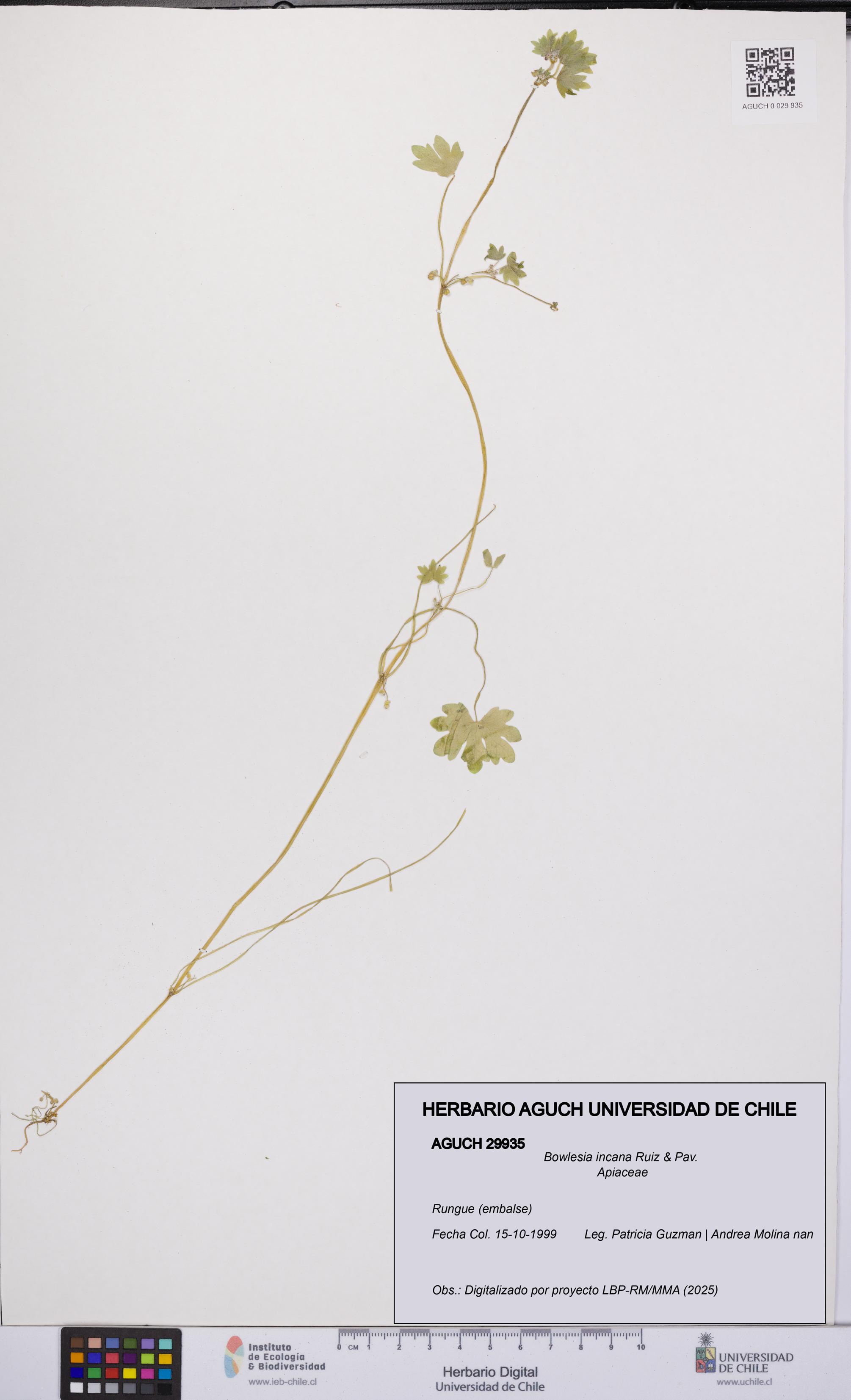 Bowlesia incana [Espécimen: UCH:AGUCH:0029935]