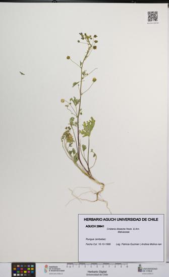 Cristaria dissecta [Espécimen: UCH:AGUCH:0029941]