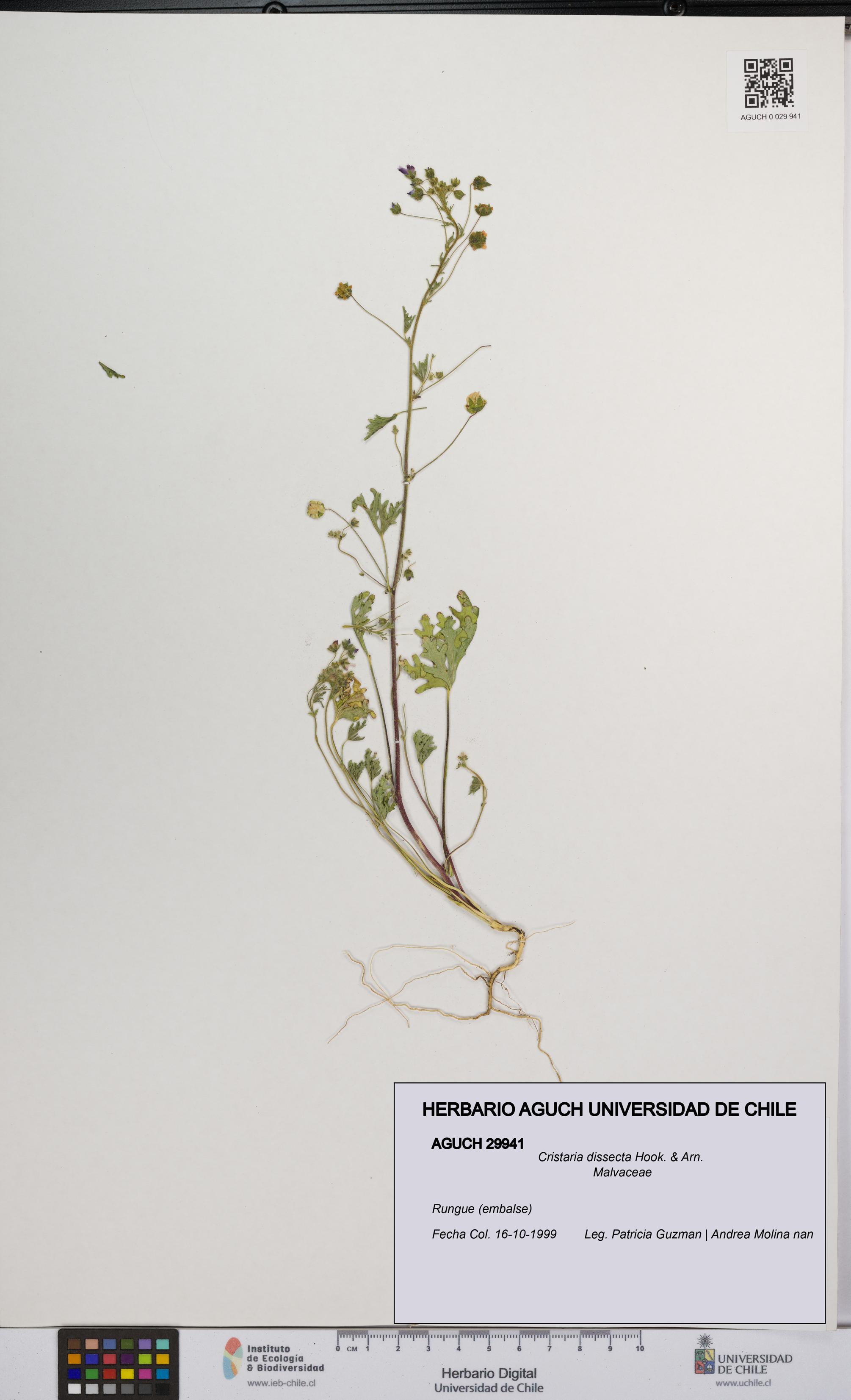 Cristaria dissecta [Espécimen: UCH:AGUCH:0029941]