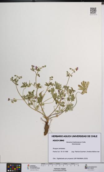 Geranium berteroanum [Espécimen: UCH:AGUCH:0029942]