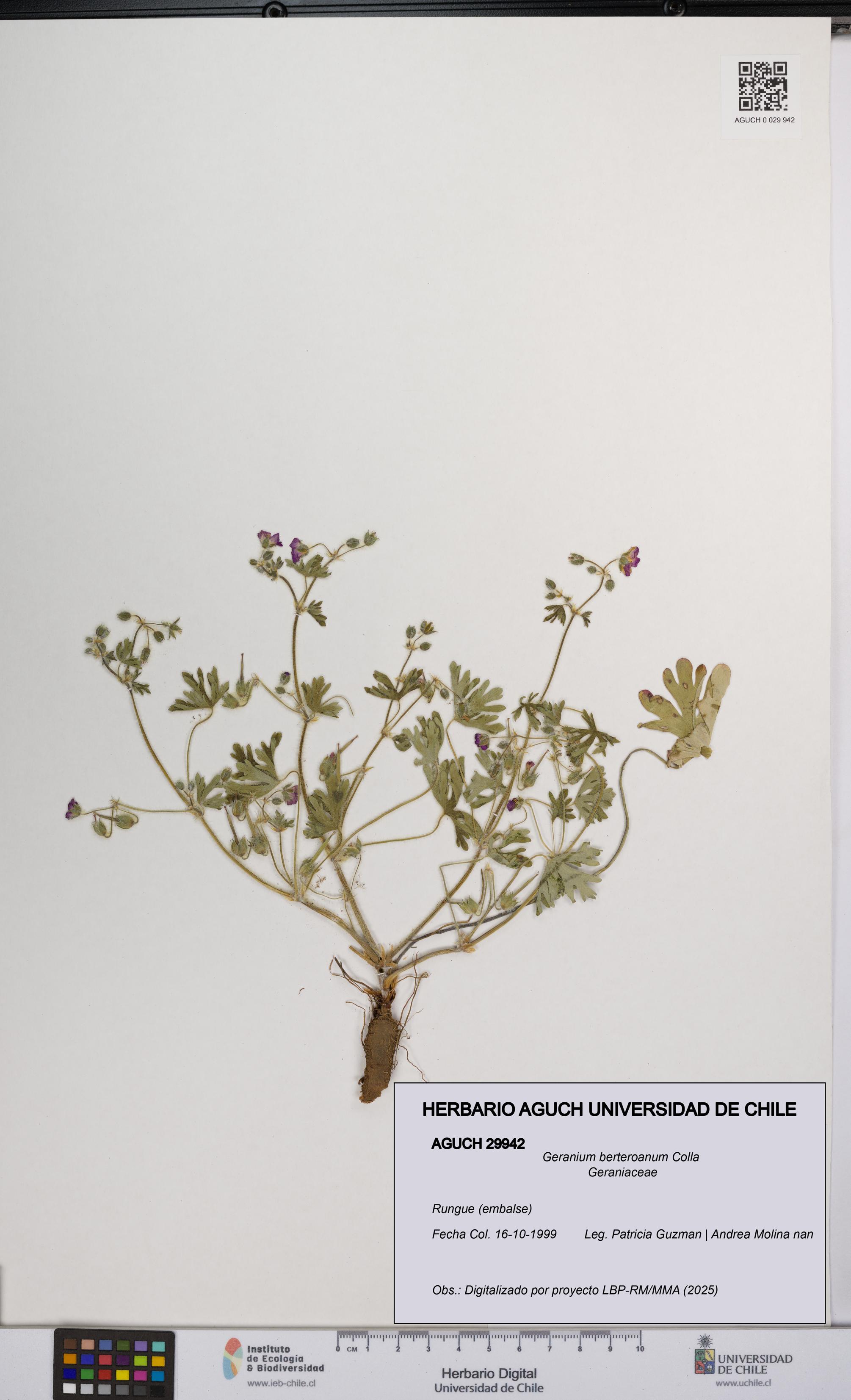 Geranium berteroanum [Espécimen: UCH:AGUCH:0029942]