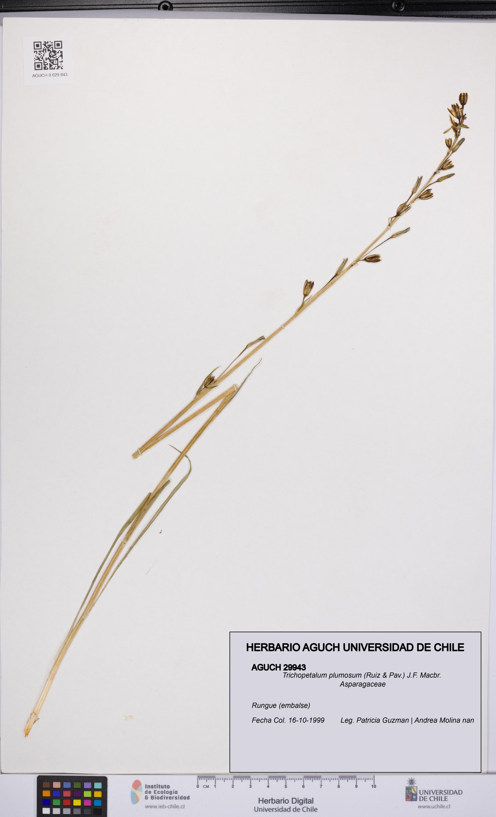Trichopetalum plumosum [Espécimen: UCH:AGUCH:0029943]