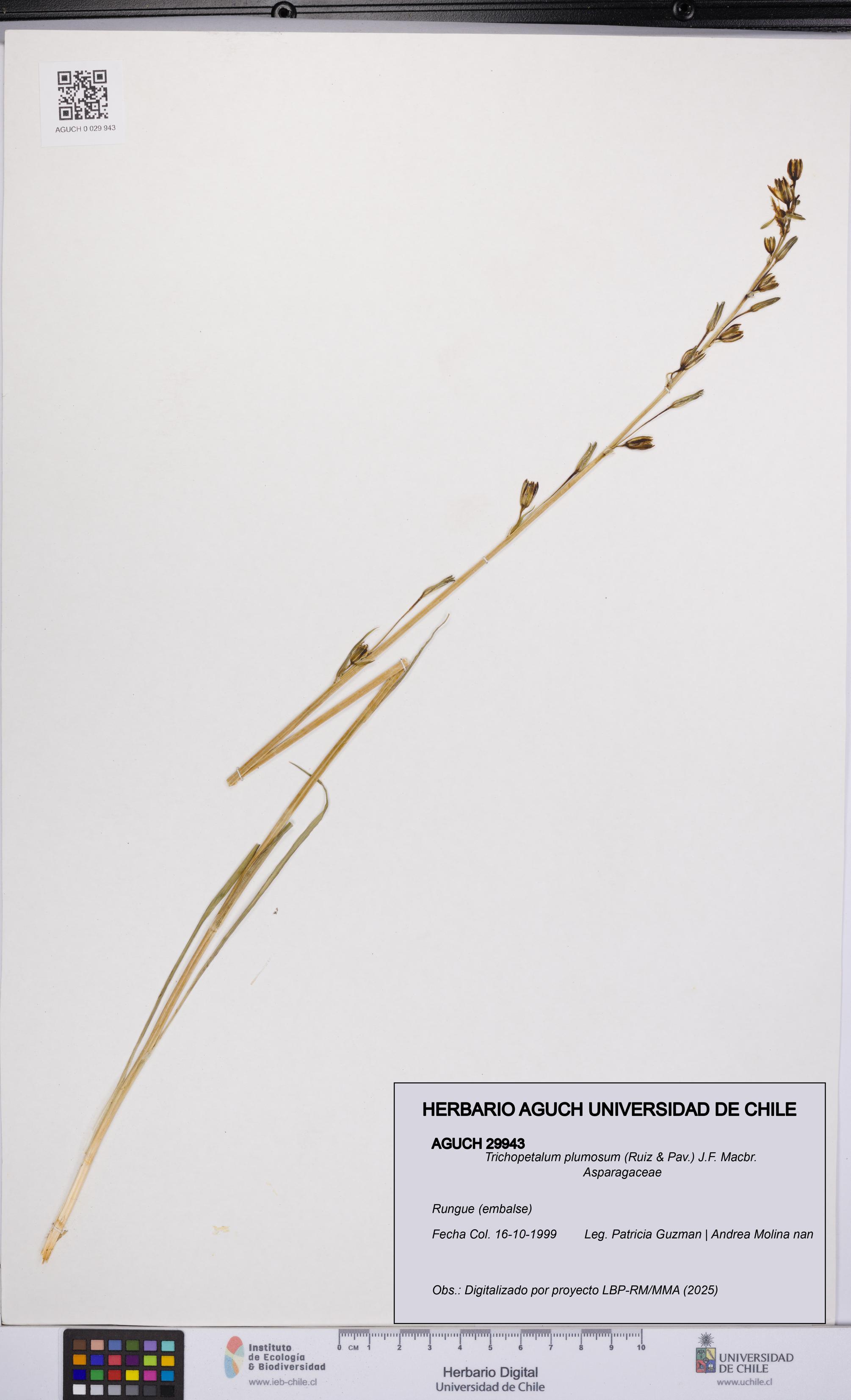 Trichopetalum plumosum [Espécimen: UCH:AGUCH:0029943]