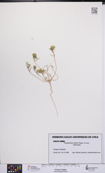 Chaetanthera linearis [Espécimen: UCH:AGUCH:0029953]