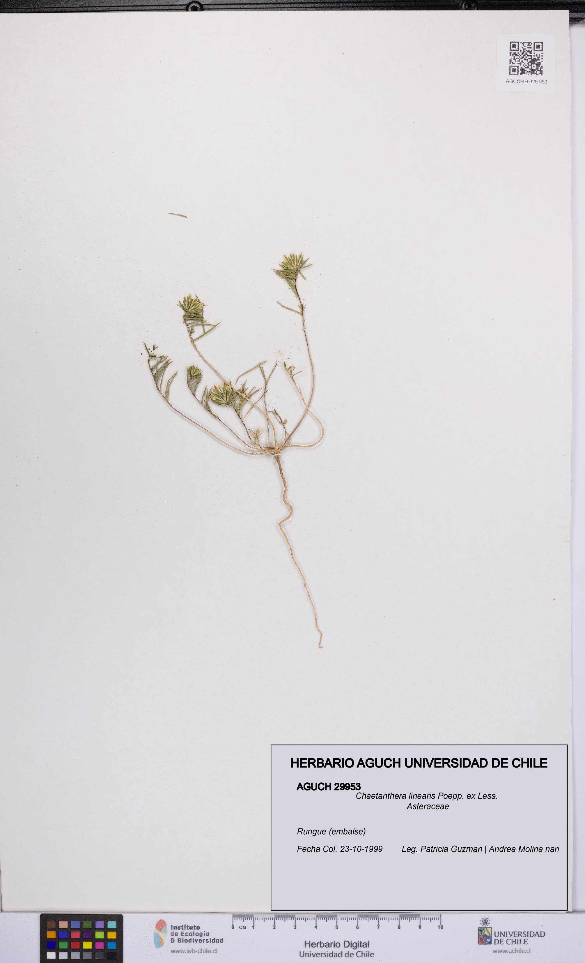 Chaetanthera linearis [Espécimen: UCH:AGUCH:0029953]