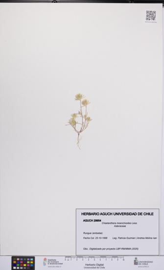 Chaetanthera moenchioides [Espécimen: UCH:AGUCH:0029954]