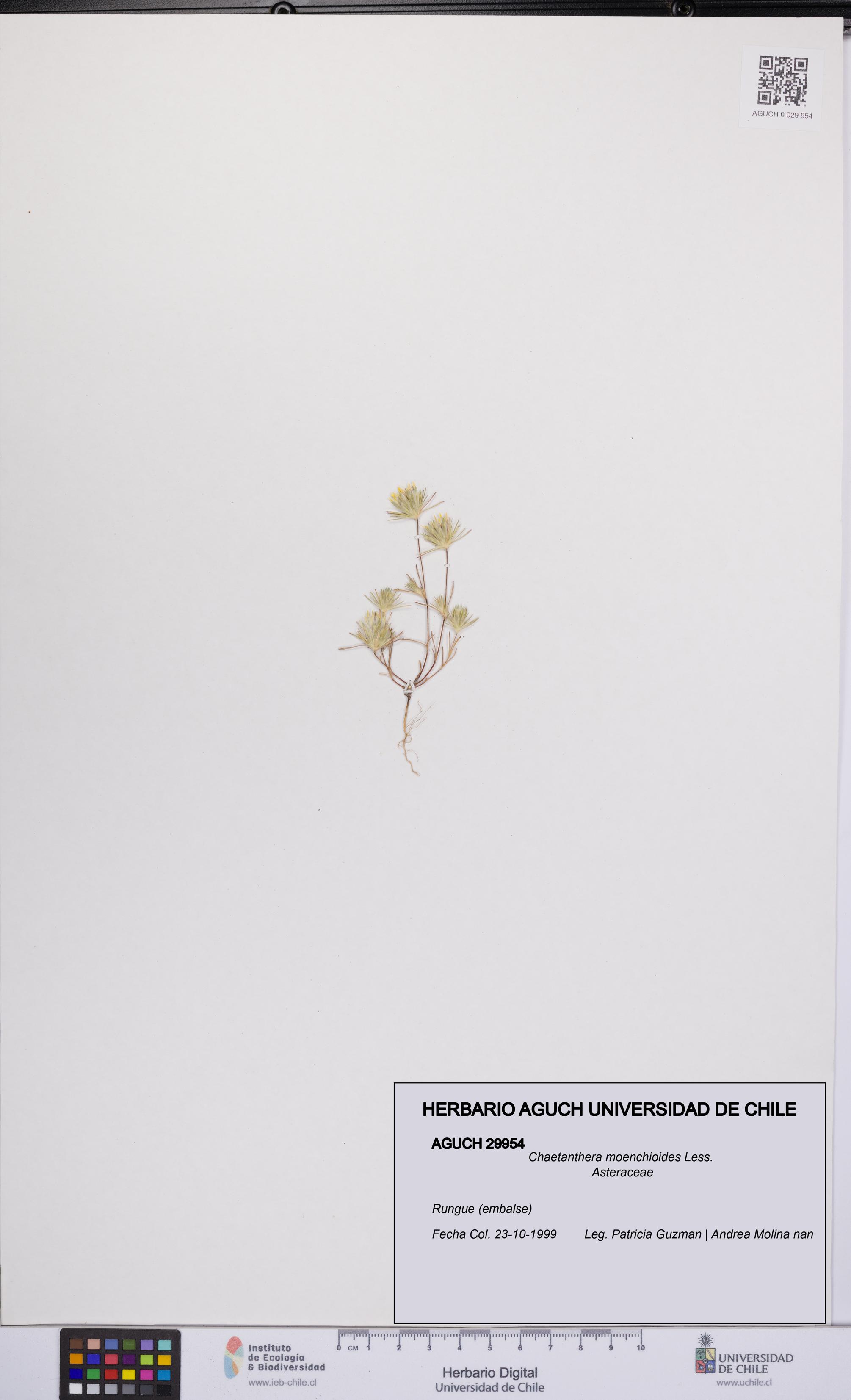 Chaetanthera moenchioides [Espécimen: UCH:AGUCH:0029954]