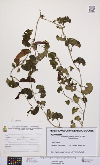 Aristolochia chilensis [Espécimen: UCH:AGUCH:0029960]