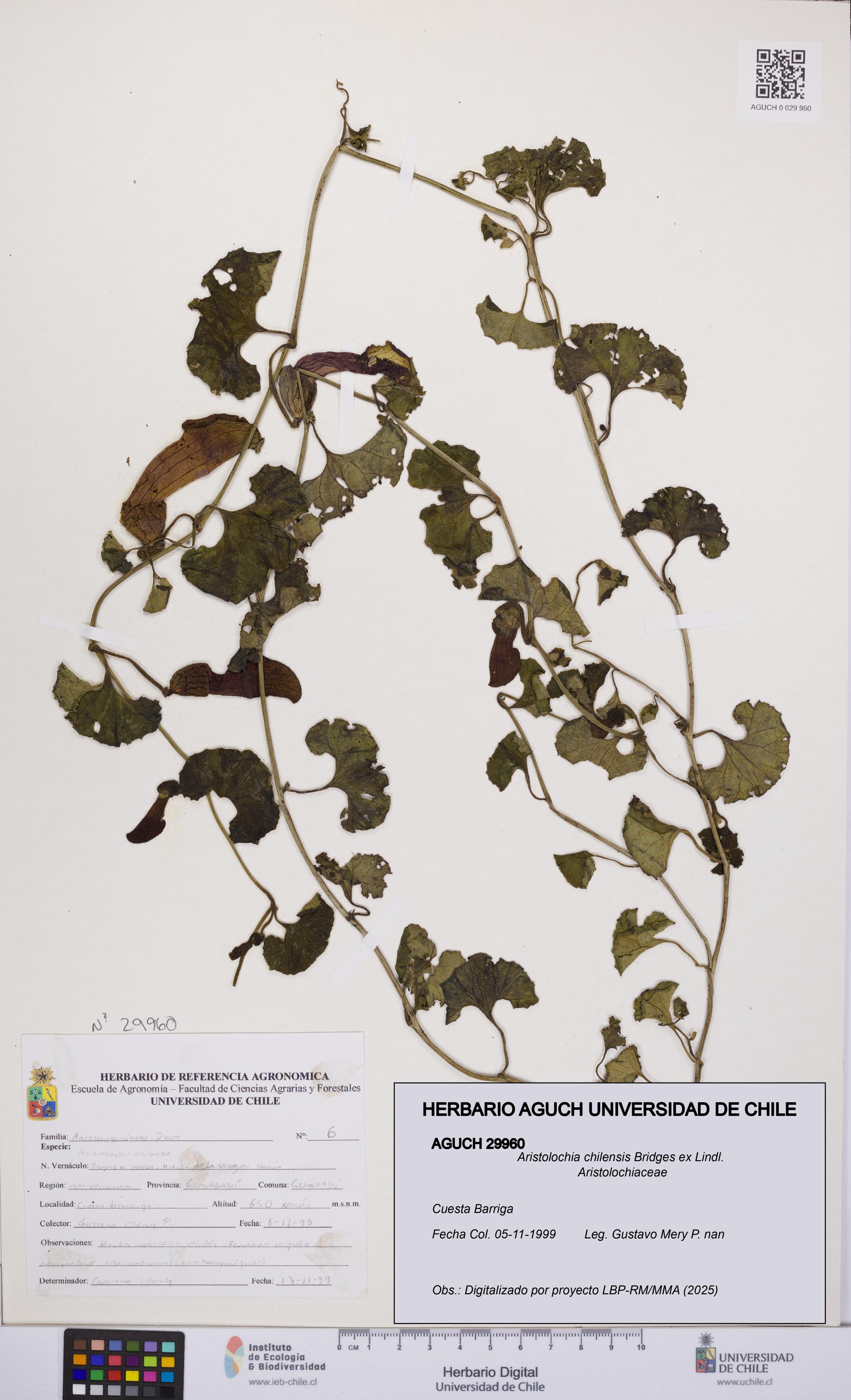 Aristolochia chilensis [Espécimen: UCH:AGUCH:0029960]