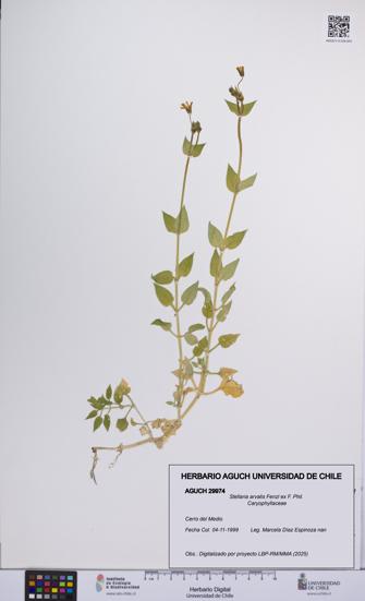 Stellaria arvalis [Espécimen: UCH:AGUCH:0029974]