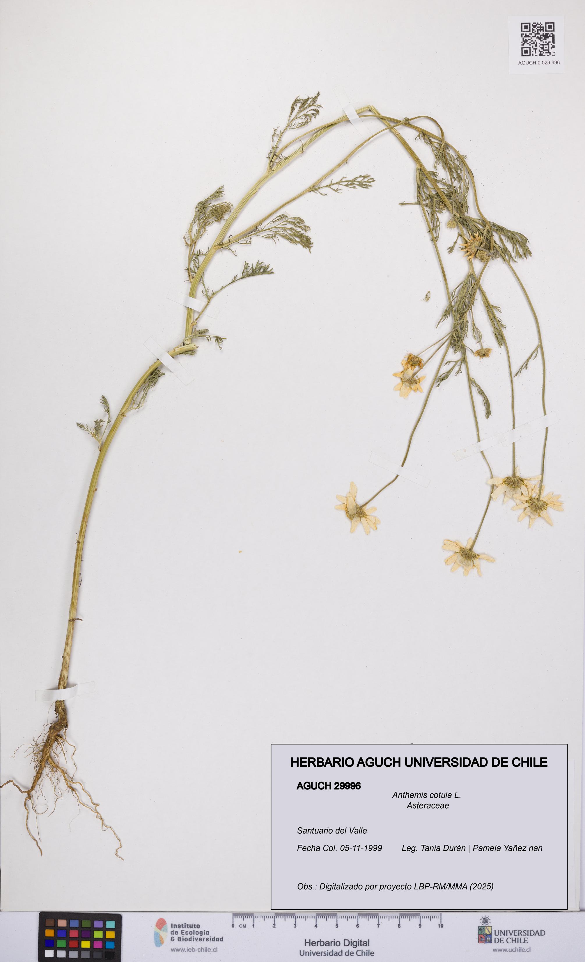 Anthemis cotula [Espécimen: UCH:AGUCH:0029996]