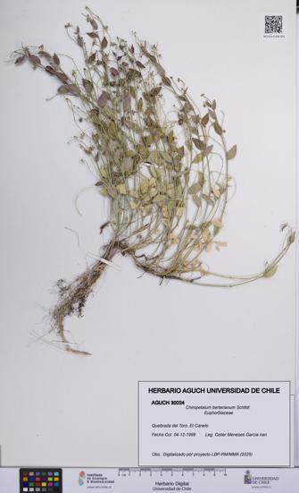 Chiropetalum berterianum [Espécimen: UCH:AGUCH:0030024]