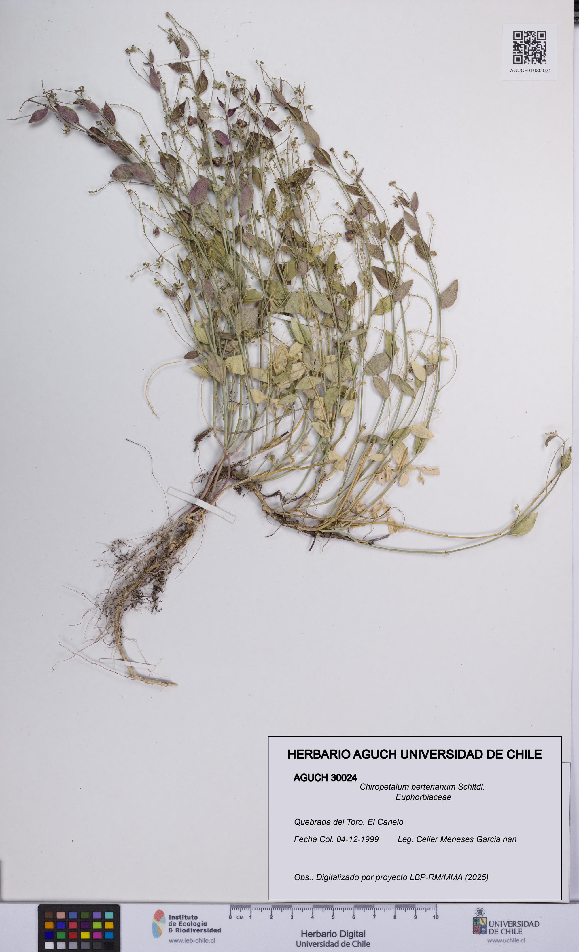 Chiropetalum berterianum [Espécimen: UCH:AGUCH:0030024]