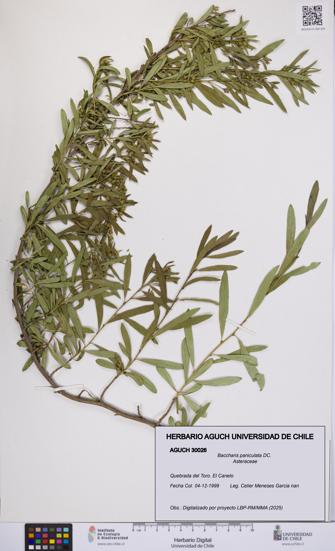 Baccharis paniculata [Espécimen: UCH:AGUCH:0030026]