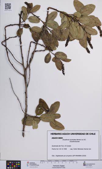 Escallonia myrtoidea [Espécimen: UCH:AGUCH:0030031]