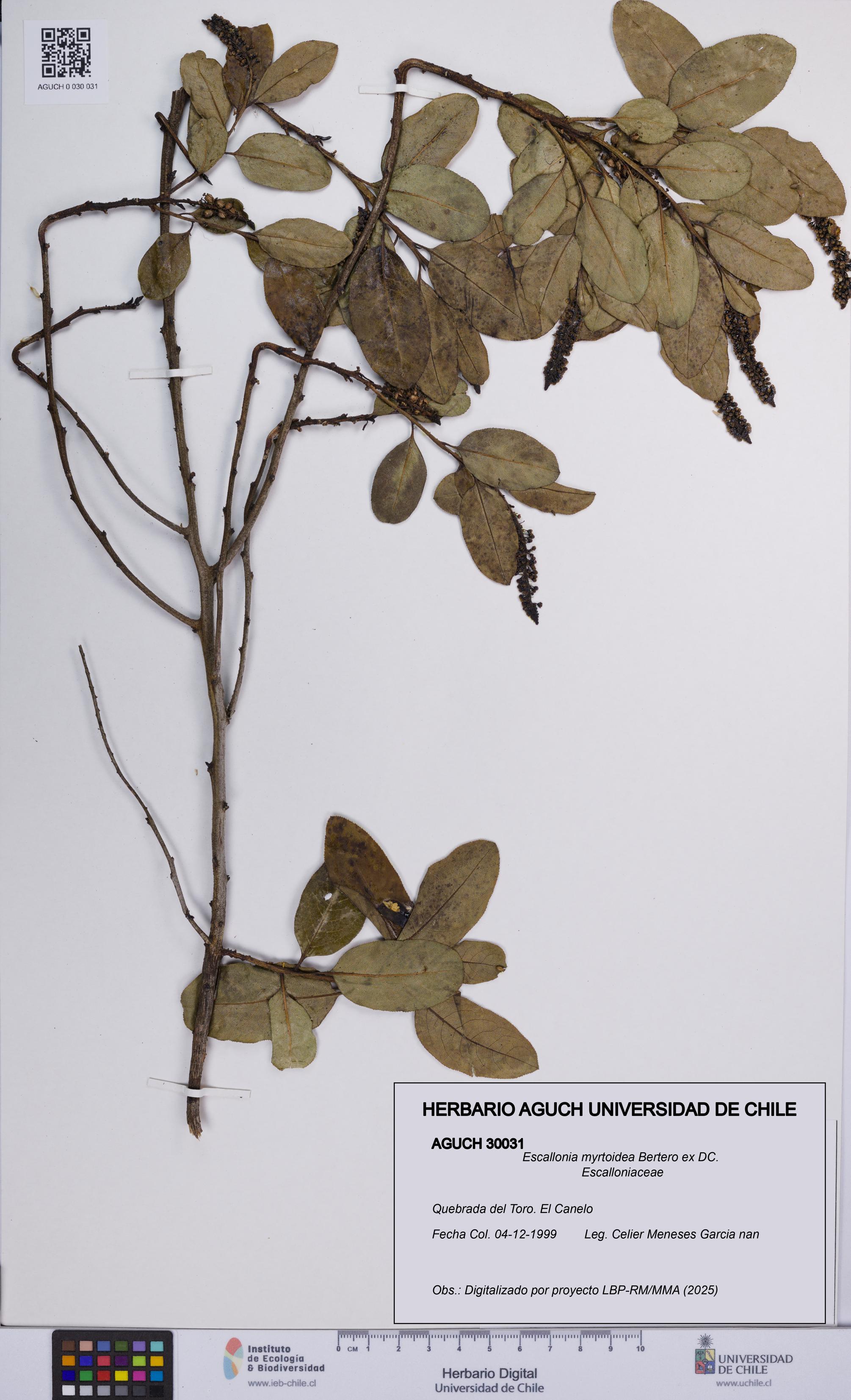 Escallonia myrtoidea [Espécimen: UCH:AGUCH:0030031]