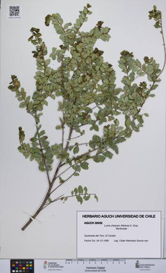 Luma chequen [Espécimen: UCH:AGUCH:0030032]