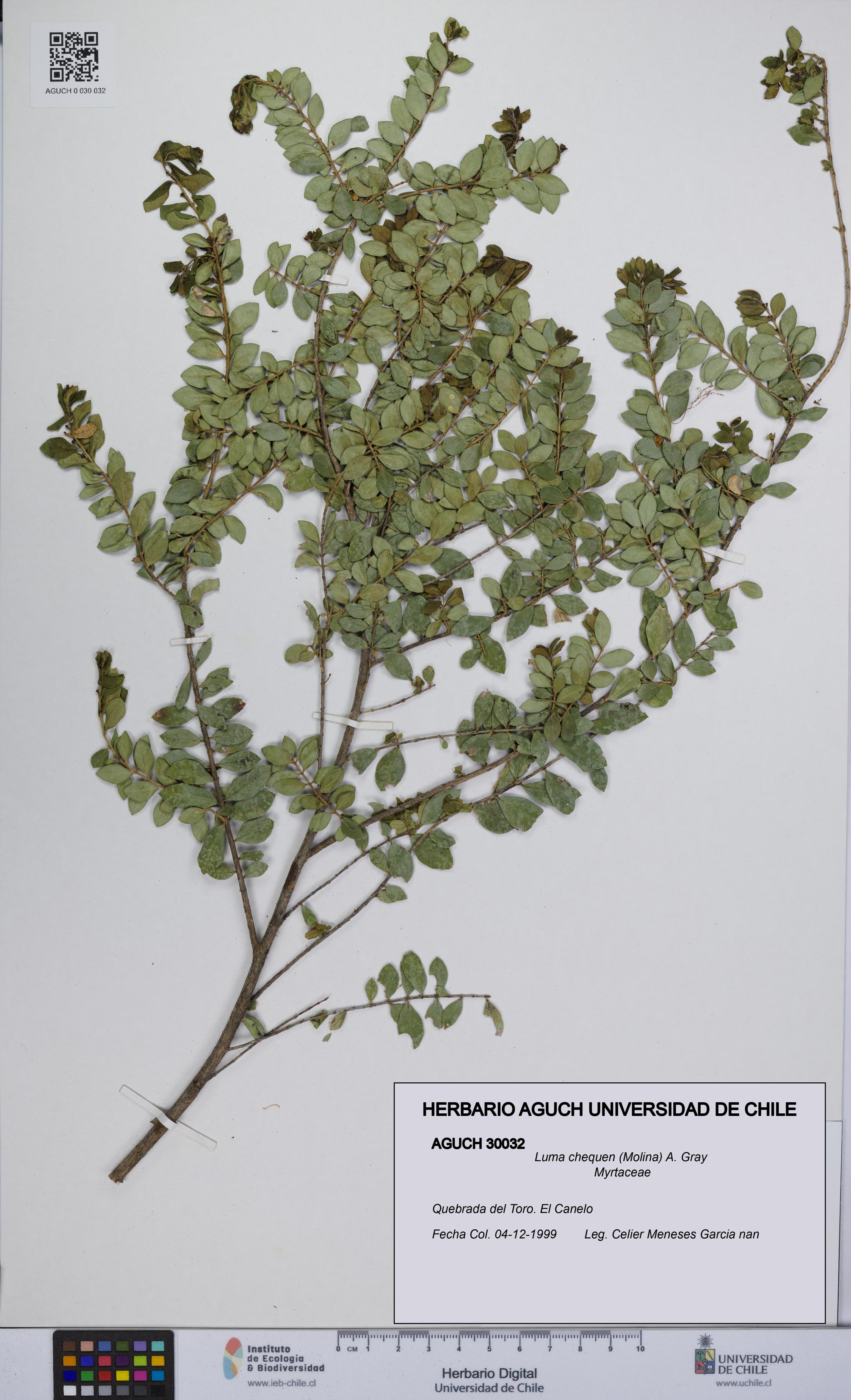 Luma chequen [Espécimen: UCH:AGUCH:0030032]