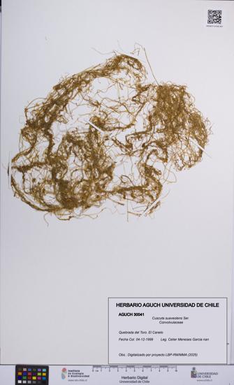 Cuscuta suaveolens [Espécimen: UCH:AGUCH:0030041]