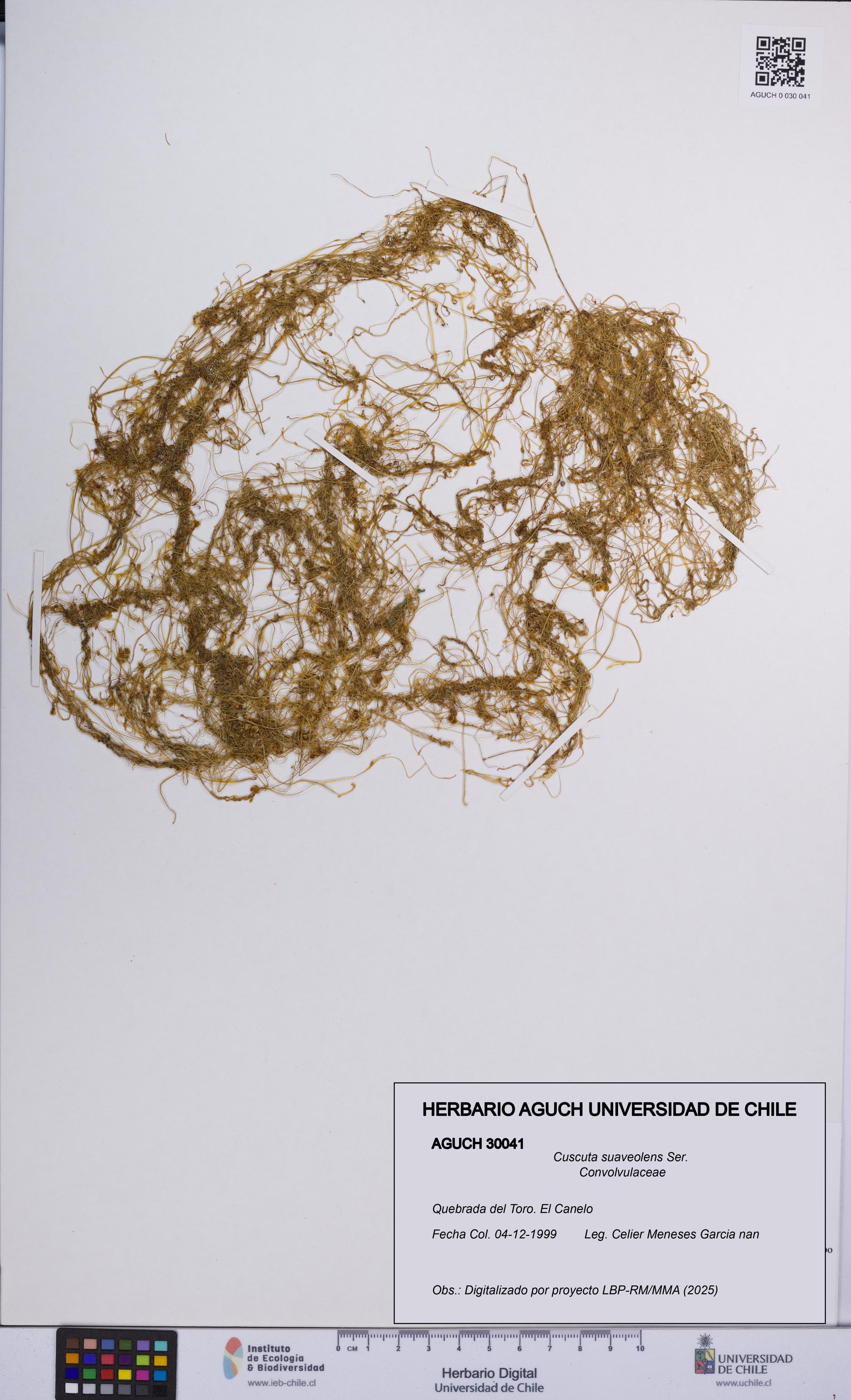 Cuscuta suaveolens [Espécimen: UCH:AGUCH:0030041]