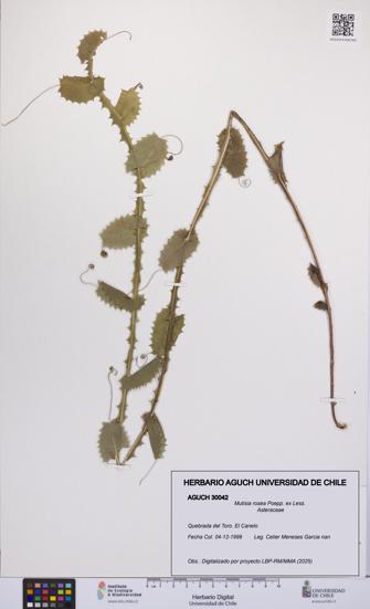 Mutisia rosea [Espécimen: UCH:AGUCH:0030042]