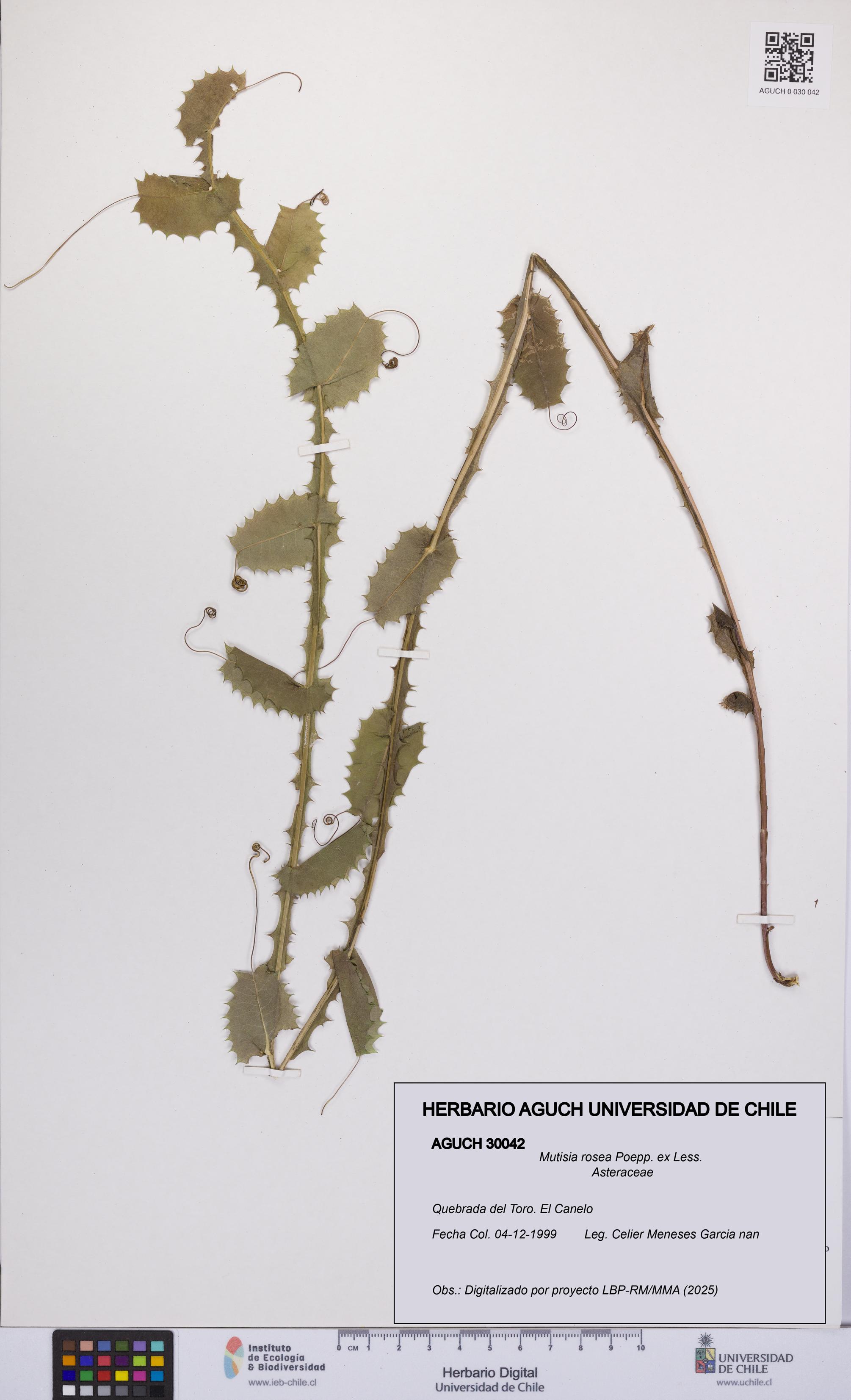 Mutisia rosea [Espécimen: UCH:AGUCH:0030042]