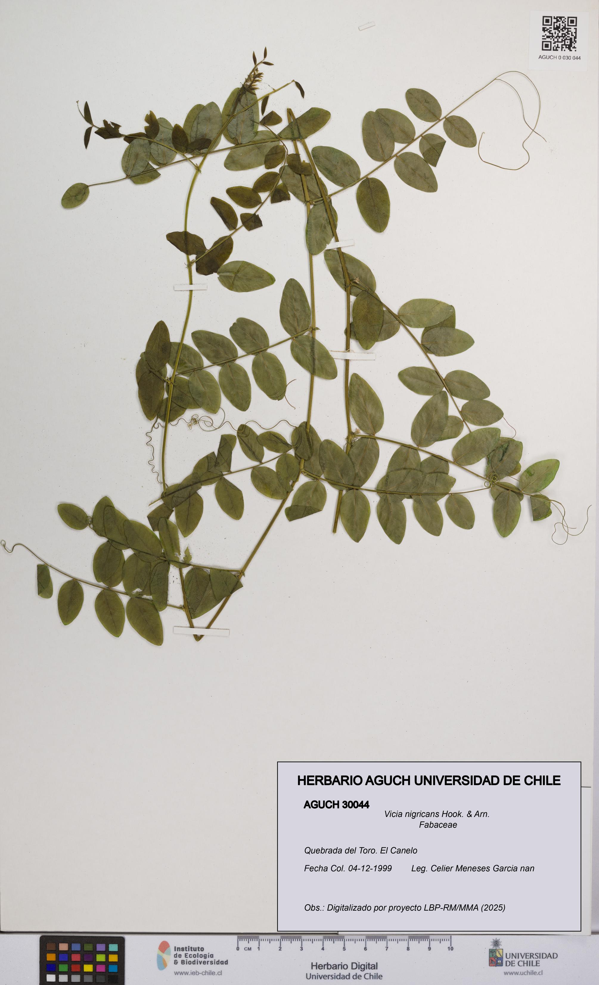 Vicia nigricans [Espécimen: UCH:AGUCH:0030044]