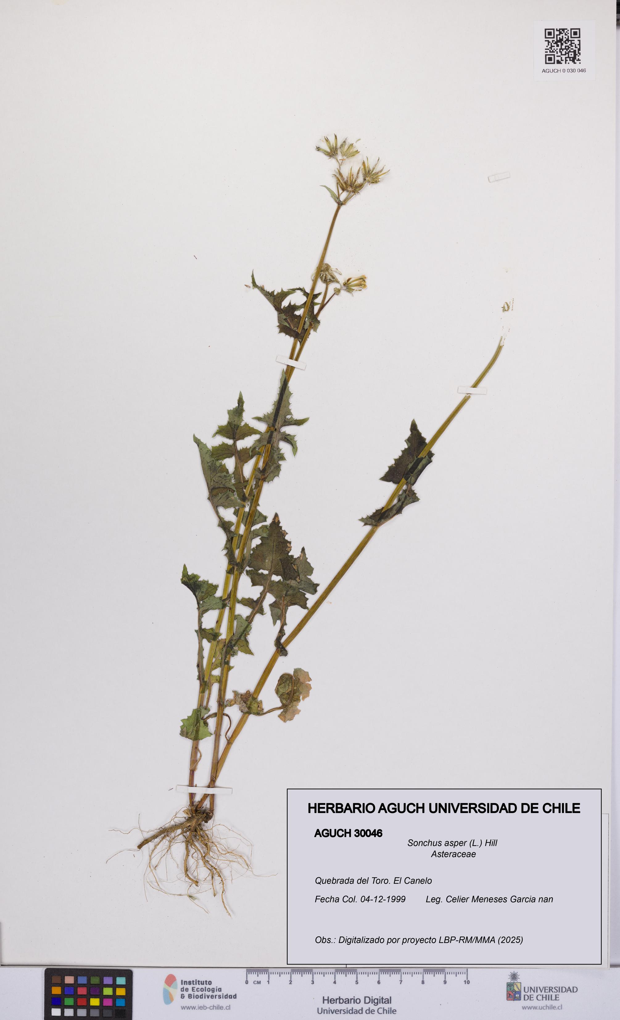 Sonchus asper [Espécimen: UCH:AGUCH:0030046]