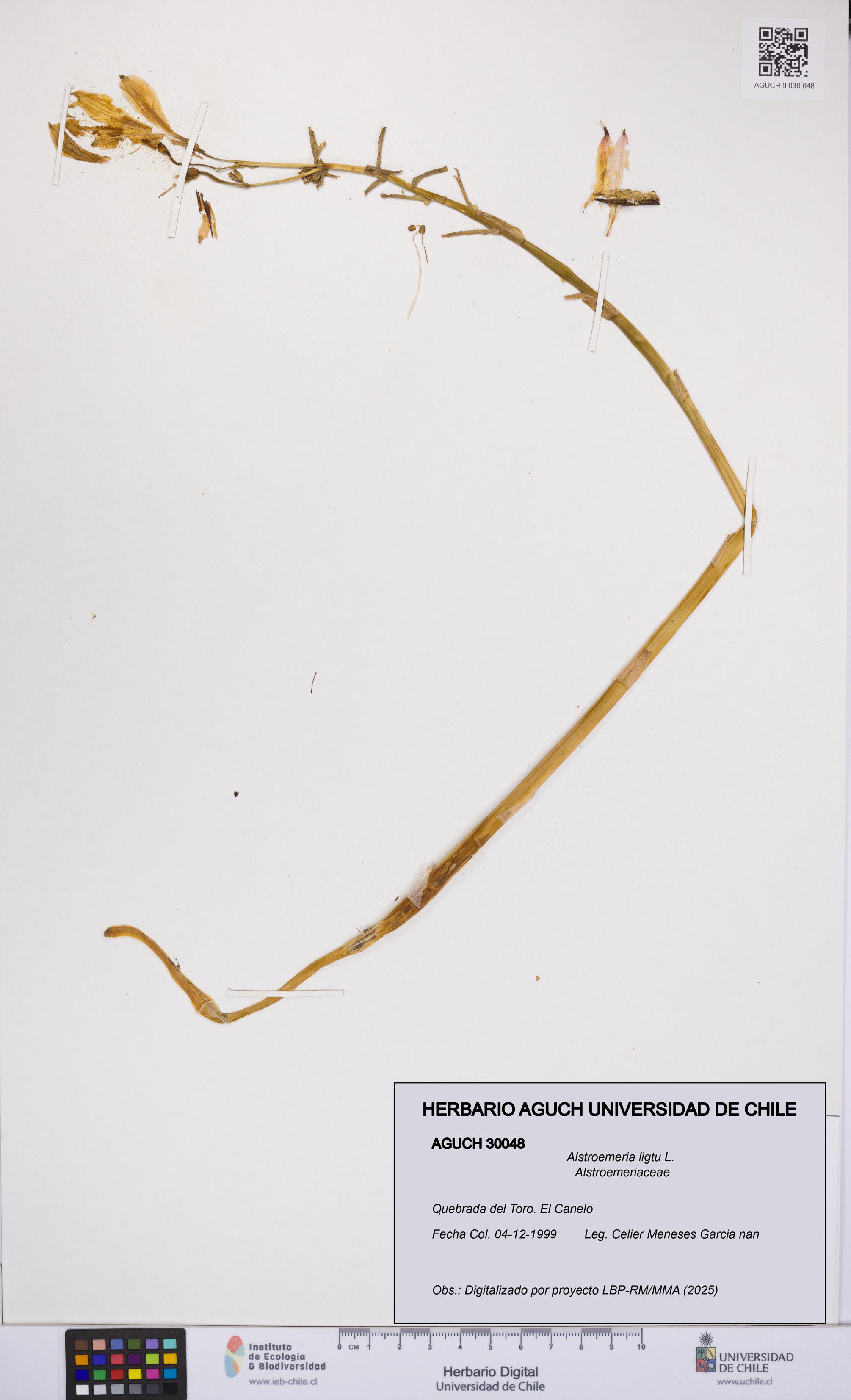 Alstroemeria ligtu [Espécimen: UCH:AGUCH:0030048]