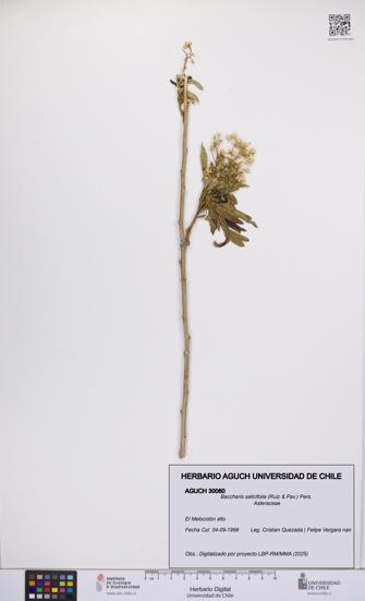 Baccharis salicifolia [Espécimen: UCH:AGUCH:0030060]