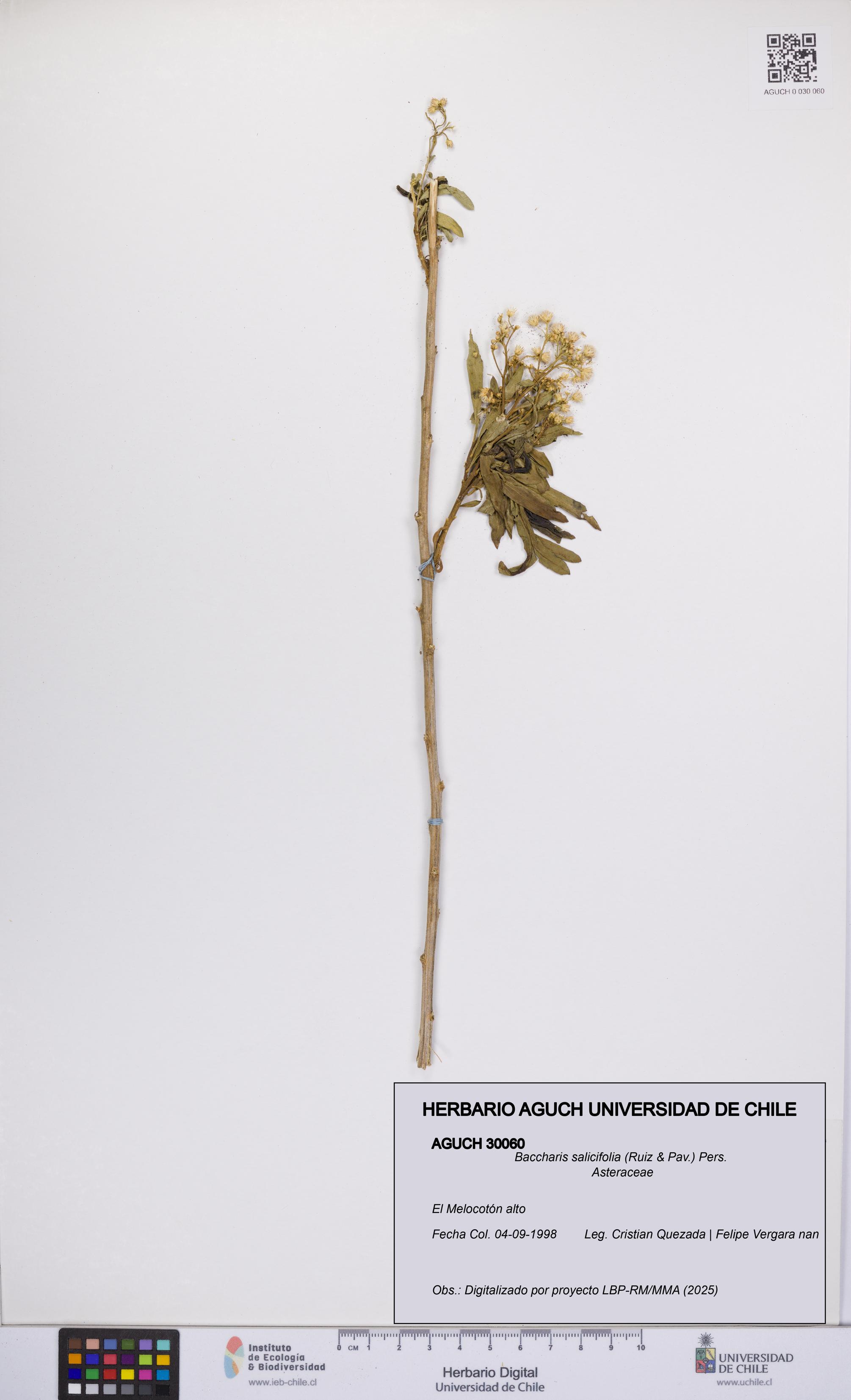 Baccharis salicifolia [Espécimen: UCH:AGUCH:0030060]