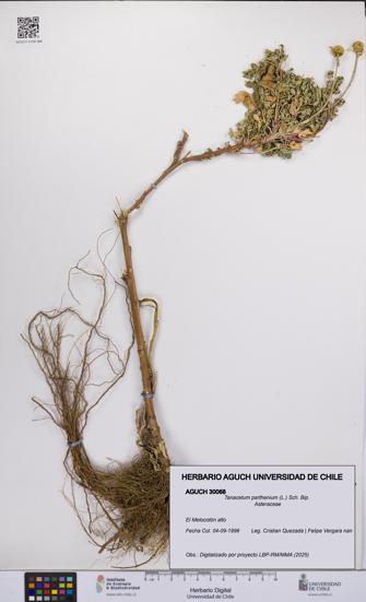 Tanacetum parthenium [Espécimen: UCH:AGUCH:0030068]