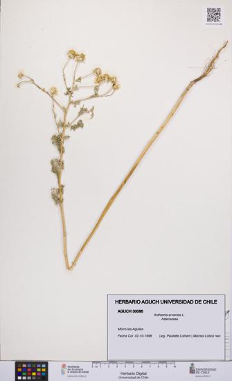 Anthemis arvensis [Espécimen: UCH:AGUCH:0030086]