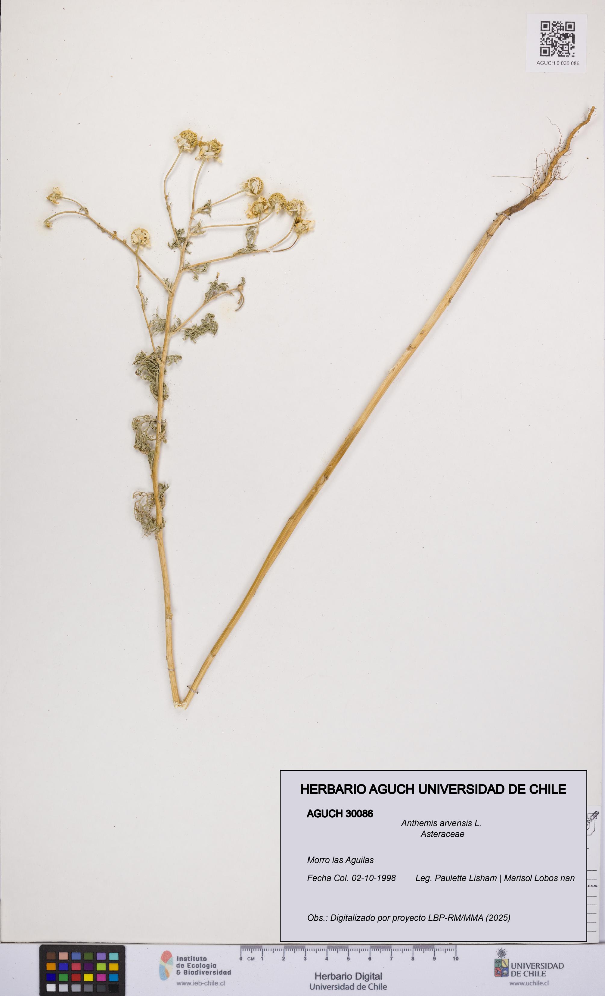 Anthemis arvensis [Espécimen: UCH:AGUCH:0030086]