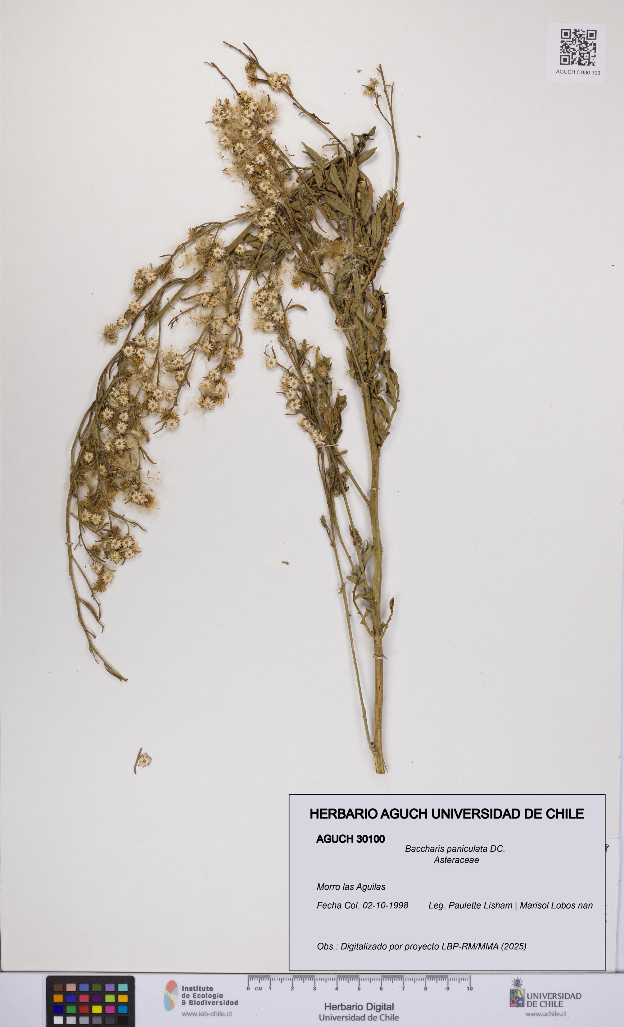 Baccharis paniculata [Espécimen: UCH:AGUCH:0030100]
