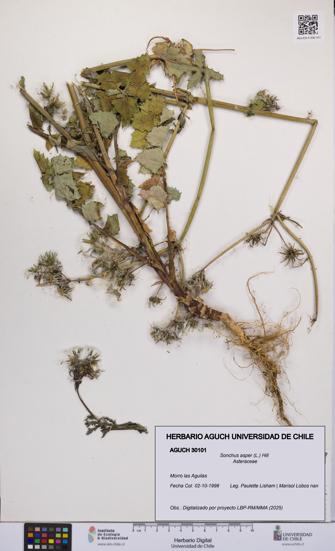 Sonchus asper [Espécimen: UCH:AGUCH:0030101]