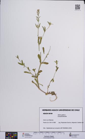 Silene gallica [Espécimen: UCH:AGUCH:0030104]