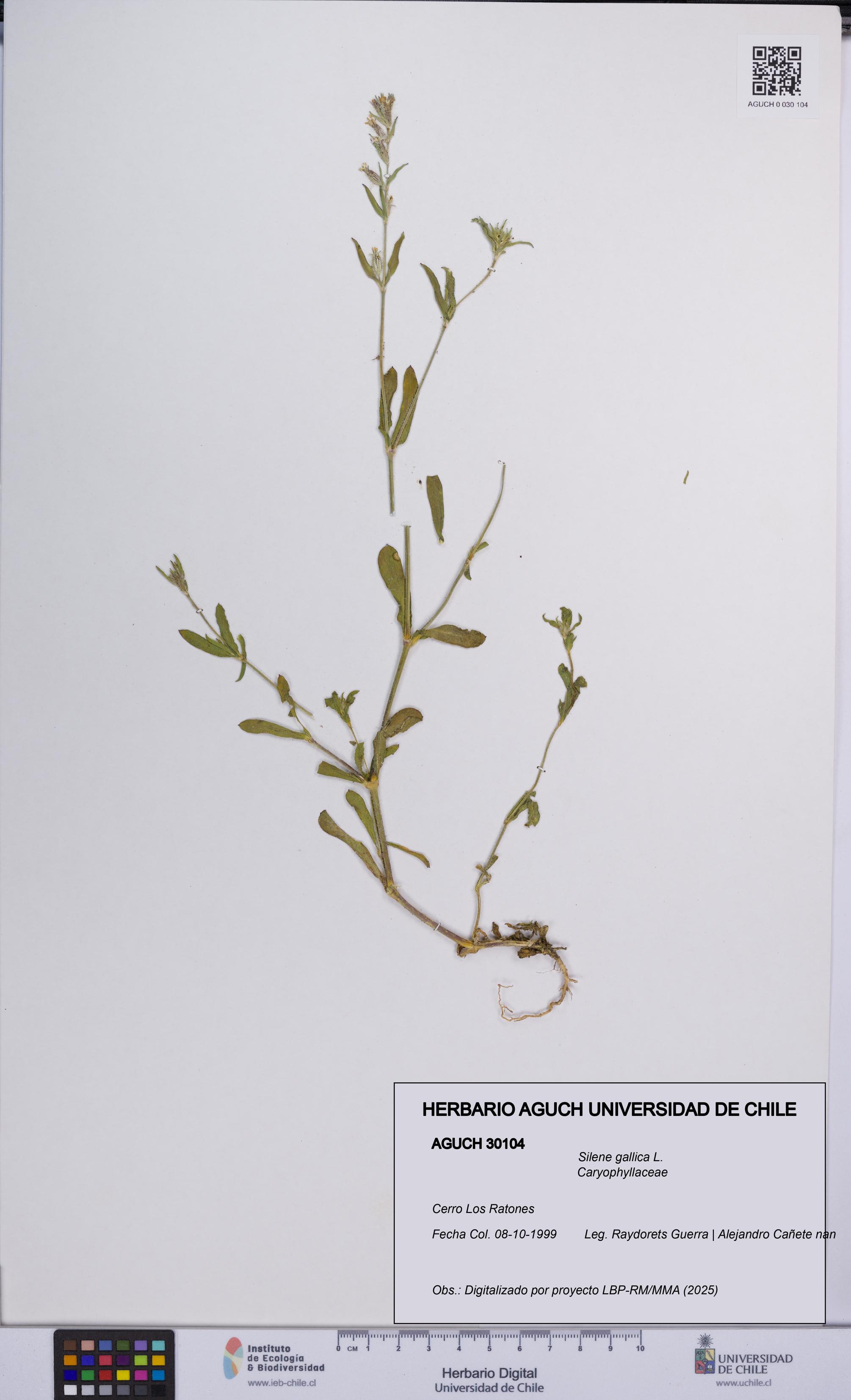 Silene gallica [Espécimen: UCH:AGUCH:0030104]