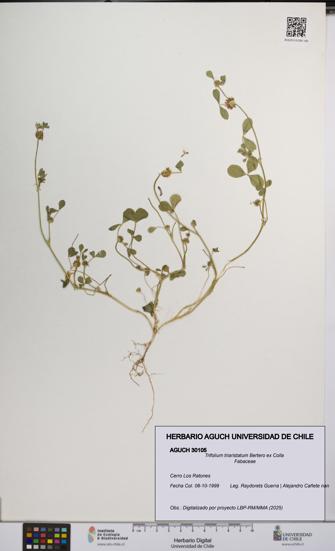 Trifolium triaristatum [Espécimen: UCH:AGUCH:0030105]
