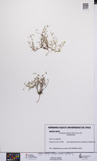 Pectocarya linearis [Espécimen: UCH:AGUCH:0030107]