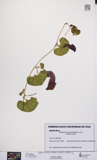 Aristolochia chilensis [Espécimen: UCH:AGUCH:0030114]