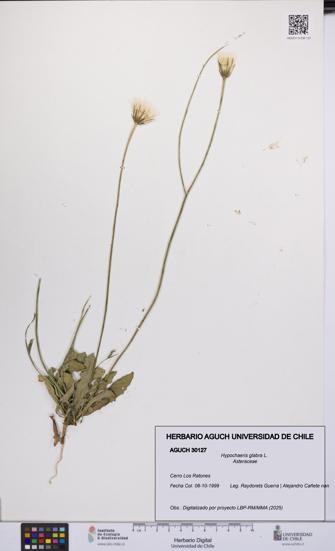 Hypochaeris glabra [Espécimen: UCH:AGUCH:0030127]