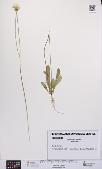Hypochaeris glabra [Espécimen: UCH:AGUCH:0030138]