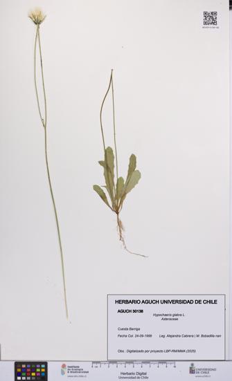 Hypochaeris glabra [Espécimen: UCH:AGUCH:0030138]