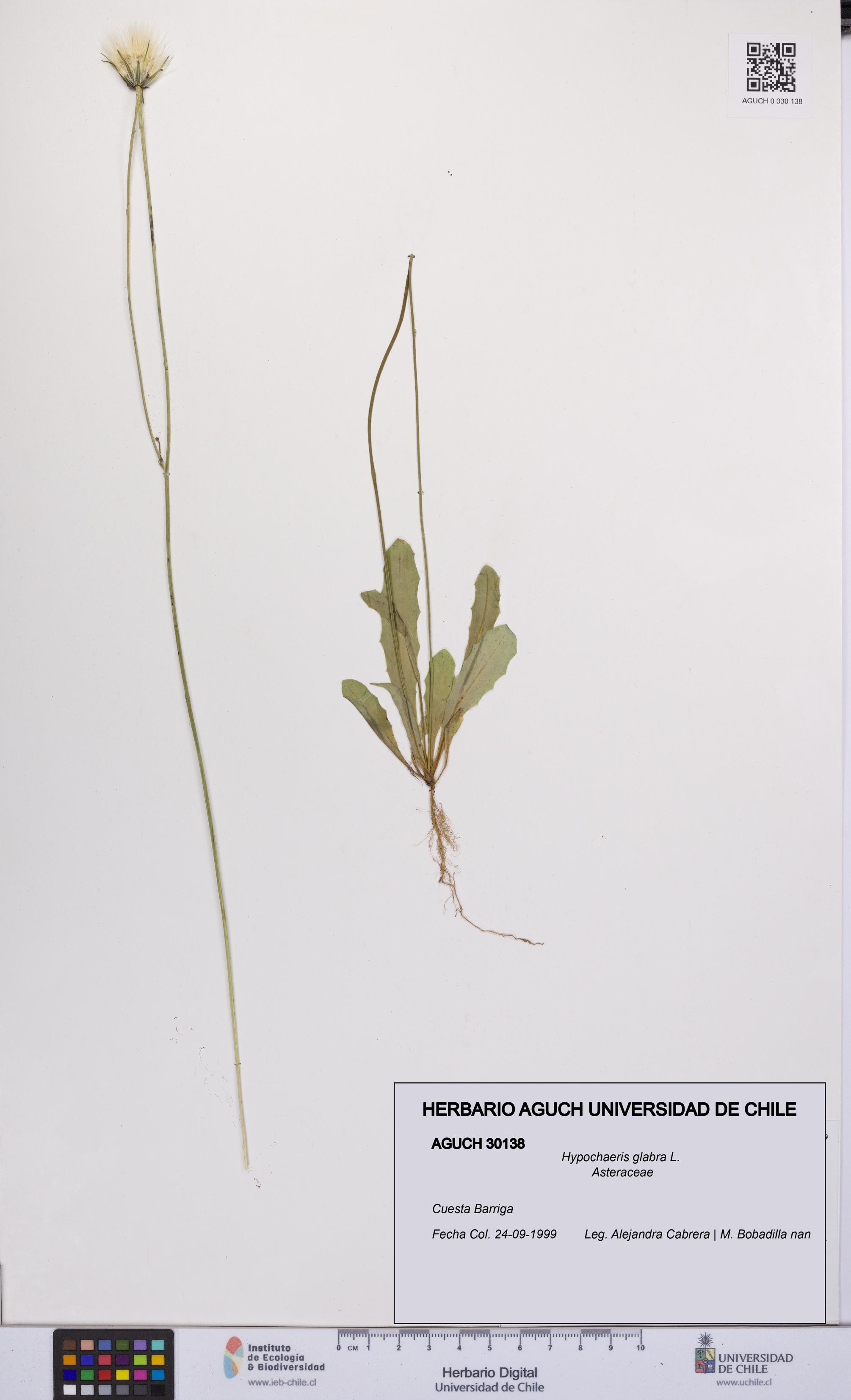Hypochaeris glabra [Espécimen: UCH:AGUCH:0030138]