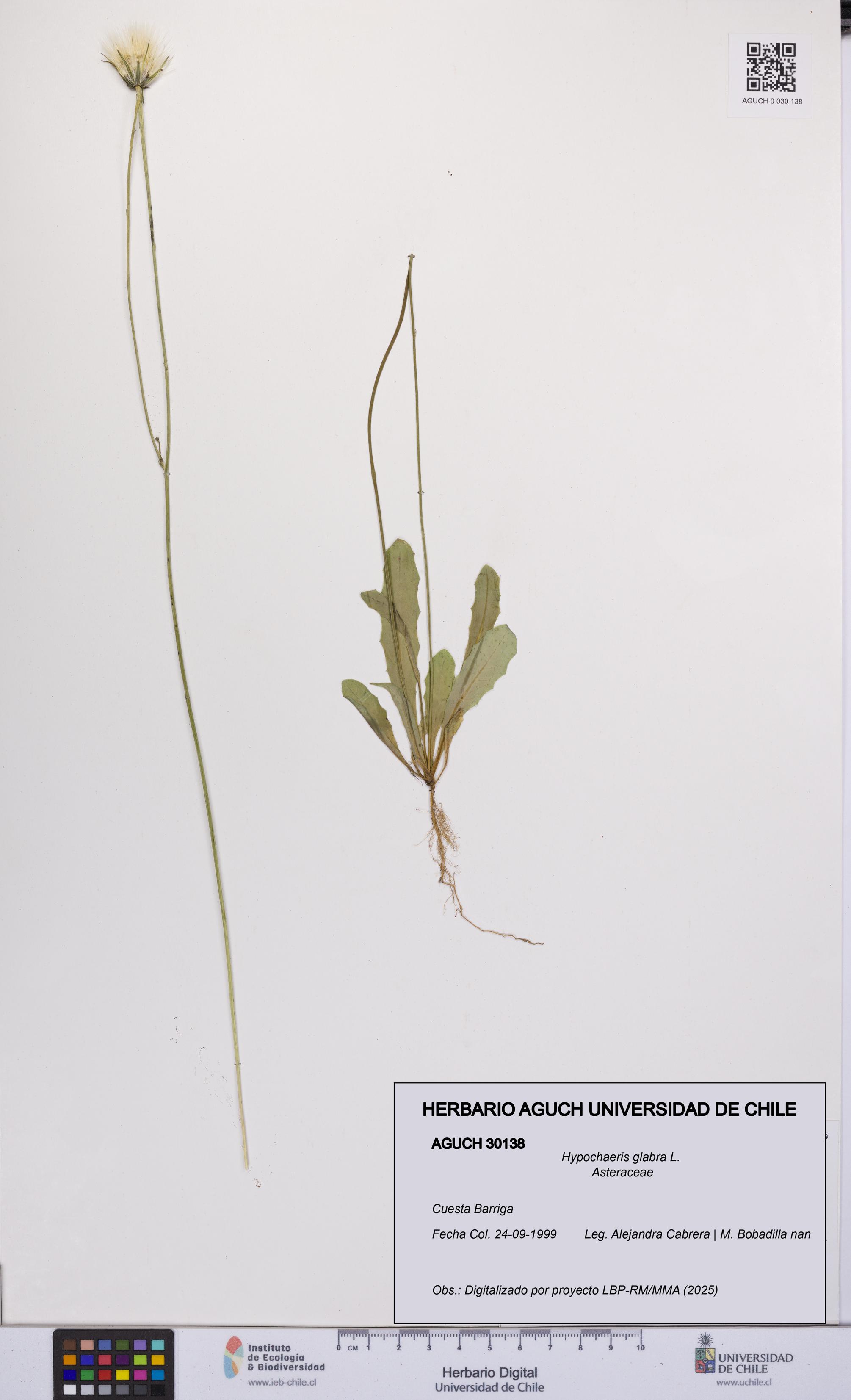 Hypochaeris glabra [Espécimen: UCH:AGUCH:0030138]